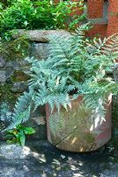 Athyrium niponicum var pictum