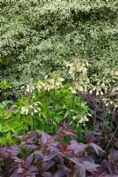 Cornus controversa 'Variegata' in a border with Persicaria and Nectaroscordum siculum 