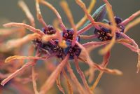 Hamamelis intermedia 'Aphrodite'