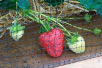 Strawberries growing under netting in raised wooden beds - RHS Hampton Court Flower Show