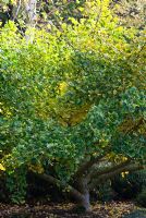 Ginkgo biloba 'Compacta' in autumn at Hilliers Arboretum