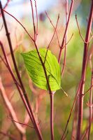 Cornus alba 'Sibirica' - Red Barked Dogwood with fallen leaf