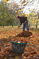Man raking leaves under Chestnut tree