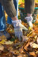 Man cleaning up fallen leaves in autumn Acer cappadocium 'Rubrum'