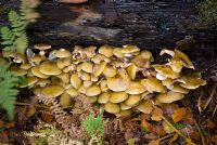 Amillarea Mellea - Group of edible honey fungus growing on a fallen dead tree
