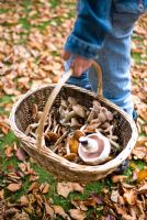 Girl carrying a basket of freshly harvested wild mushrooms