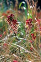 Anigozanthos flavidus and Carex buchananii in the 'Renew' garden RHS Hampton Court Flower Show