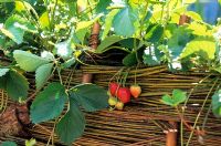 Fragaria - Strawberry plants supported by a low willow hurdle in 'The Beehive' garden, RHS Hampton Court Flower Show