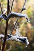 Frosted plant with cobweb