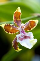 Oncidium Colmanara - Jungle Monarch Orchid