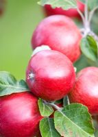 Malus - Rosy Red apples on tree at harvest time