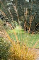 Striking ornamental grasses in Autumn colours