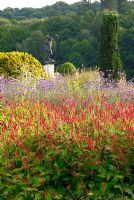 Persicaria amplexicaulis 'Firedance', Verbena bonariensis and Taxus baccata 'Fastigiata Robusta' - The Italian Gardens at Trentham