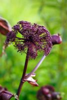 Angelica gigas