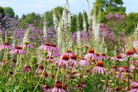 Planting of Echinacea purpurea, Verbena bonariensis, Verbena hastata and Lysimachia in The Italian Garden at Trentham designed by Tom Stuart-Smith