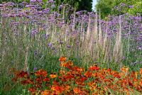 Verbena hastate 'Rosea', Veronicastrum, Verbascum 'Spica', Taxus baccata 'Fastigiata Robusta' - Irish Yew - and Taxus baccata Aurea Group - The Italian Garden at Trentham, designed by Tom Stuart-Smith