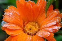 Calendula officianalis - Pot Marigold flower in frost