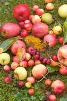 Malus 'Gwendolyn' , Malus 'Crittenden', 'Malus Dolgo, Malus 'Evita' , Malus 'Professor Sprenger' , Malus 'Dartmouth' - Fallen crab apples rotting on ground