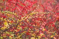 Berberis thunbergii in autumn