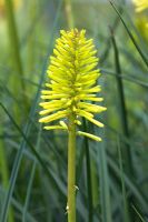 Kniphofia 'Dorset Sentry'