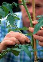 Man removing side shoots of tomato plant