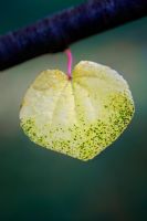Cercidiphyllum japonicum - Single autumn leaf of Katsura tree 