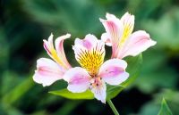 Alstroemeria 'Serenade'