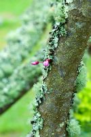 Cercis siliquastrum - Judas tree trunks encrusted with lichen