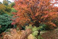 Sorbus at Dawyck Botanic Garden, Peebleshire, Scotland