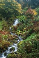 The Scrape Burn - A gushing stream with autumn colours at Dawyck Botanic Garden, Peebleshire, Scotland