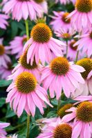 Echinacea purpurea 'Kim's Knee High'