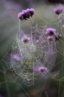 Cobweb on Verbena bonariensis