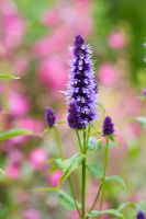 Agastache foeniculum 'Black Adder'