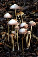 A group of Mycena filopes found in mixed woodland growing out of buried twigs and charred wood chippings.