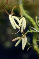 Corylus avellana - The Common Hazel, Cobnut in East Sussex garden - The male catkins of this plant hang in clusters from late winter to early spring.
