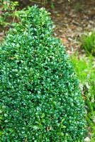 Buxus sempervirens 'Meyers Columnar'