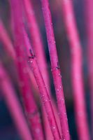 Cornus alba 'Sibirica' in winter