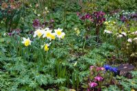Narcissus, Helleborus and Galanthus at Dial Park, Worcestershire