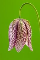 Fritillaria meleagris