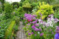 Alliums including Allium hollandicum in early summer at Dial Park in Worcestershire