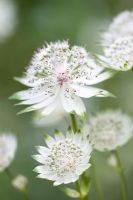 Astrantia major