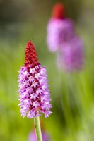 Primula Vialii