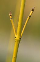 Cornus sericea 'Budd's Yellow' - Stems in winter