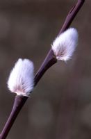 Salix daphnoides 'Aglaia' - Pussy Willow Catkins