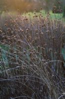 Monarda 'Cherokee' - Seedheads in winter