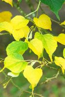 Tilia japonica - Japanese Lime