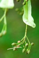 Common Plume Moth, Emmelina monodactyla, on Tilia japonica - Japanese lime