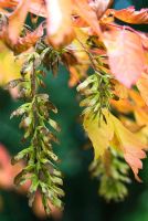 Acer cissifolium