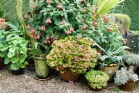 From back to front - Phormium tenax variegata, Eucomis autumnalis, Fuchsia 'Karolle', Anigozonthos rufus, Pelargonium 'Vancouver Centennial', dahlia 'Festivo', Agave Americana, saxifrage, Graptopetalum paraguayense with Thymus behind