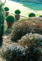 Frosted lavandula bushes with pots of topiary - Woodpeckers, Warwickshire NGS